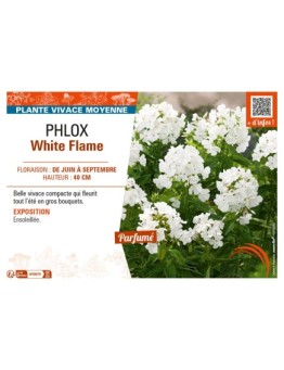 PHLOX WHITE FLAME