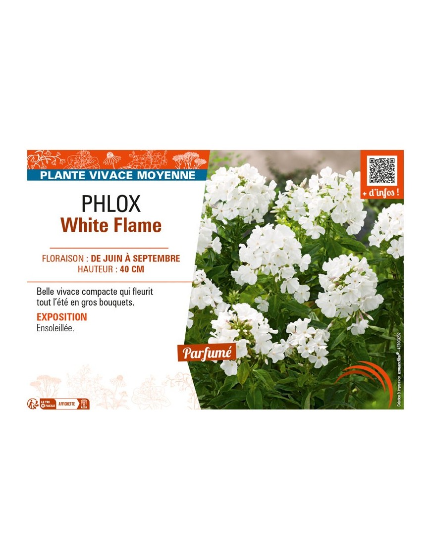 PHLOX WHITE FLAME