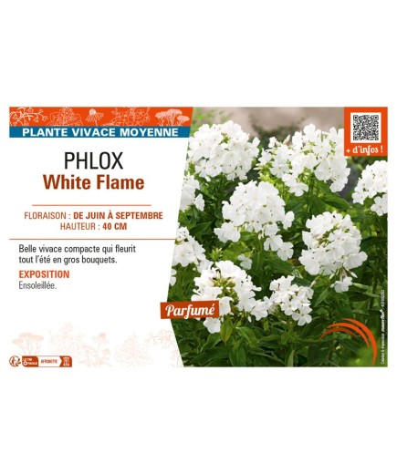 PHLOX WHITE FLAME