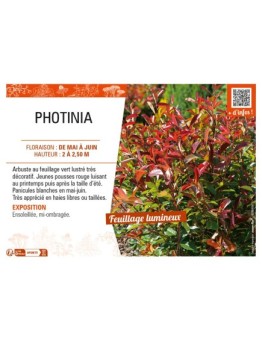 PHOTINIA