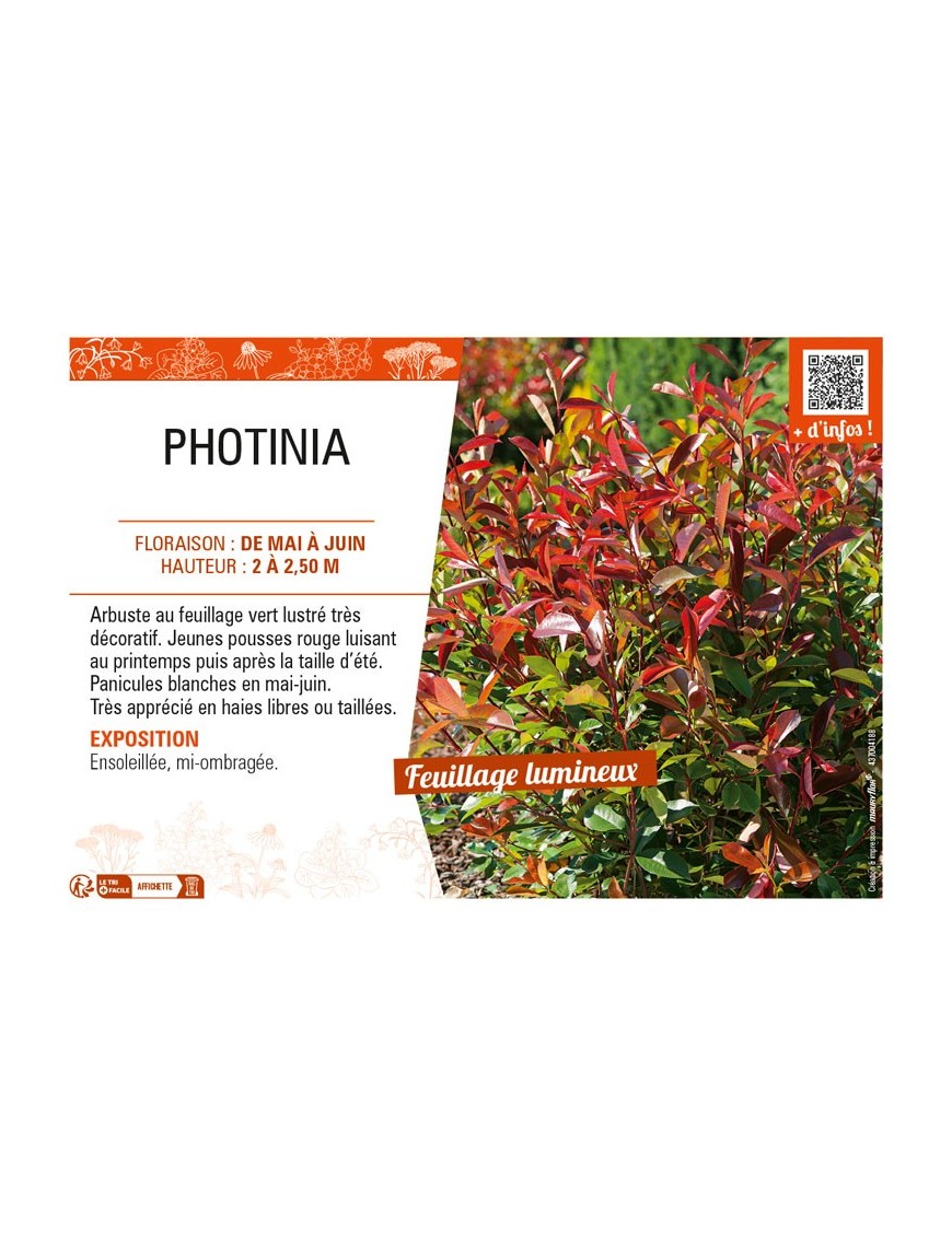 PHOTINIA