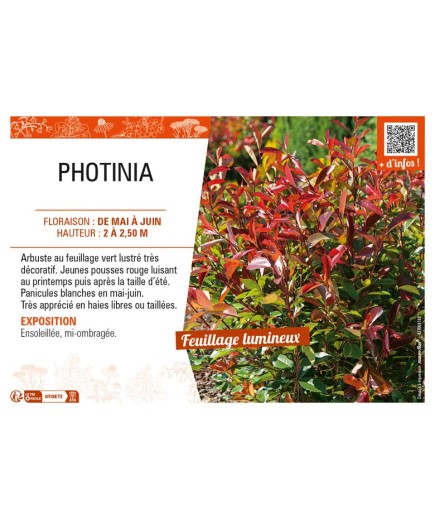 PHOTINIA