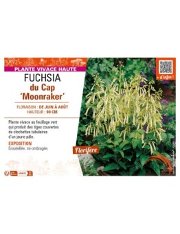 PHYGELIUS x rectus Moonraker voir FUCHSIA du Cap