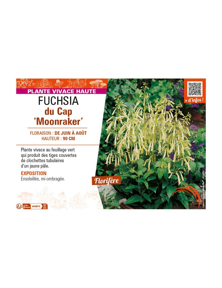 PHYGELIUS x rectus Moonraker voir FUCHSIA du Cap