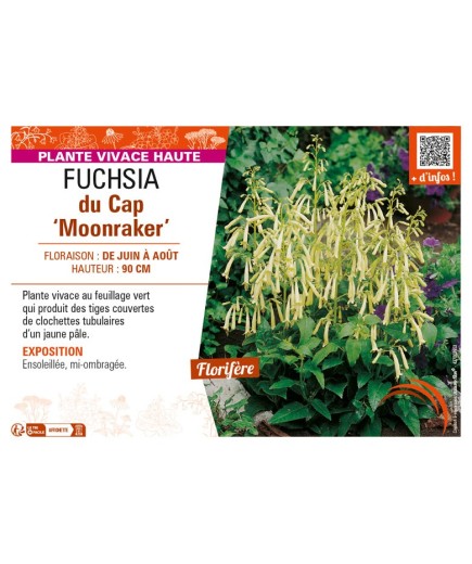 PHYGELIUS x rectus Moonraker voir FUCHSIA du Cap