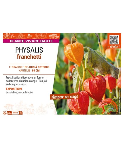 PHYSALIS franchetti