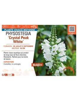 PHYSOSTEGIA ‘Crystal Peak White’