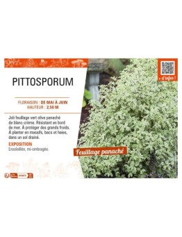 PITTOSPORUM
