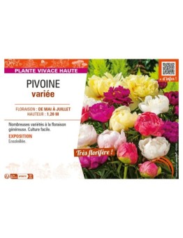 PIVOINE (varié)