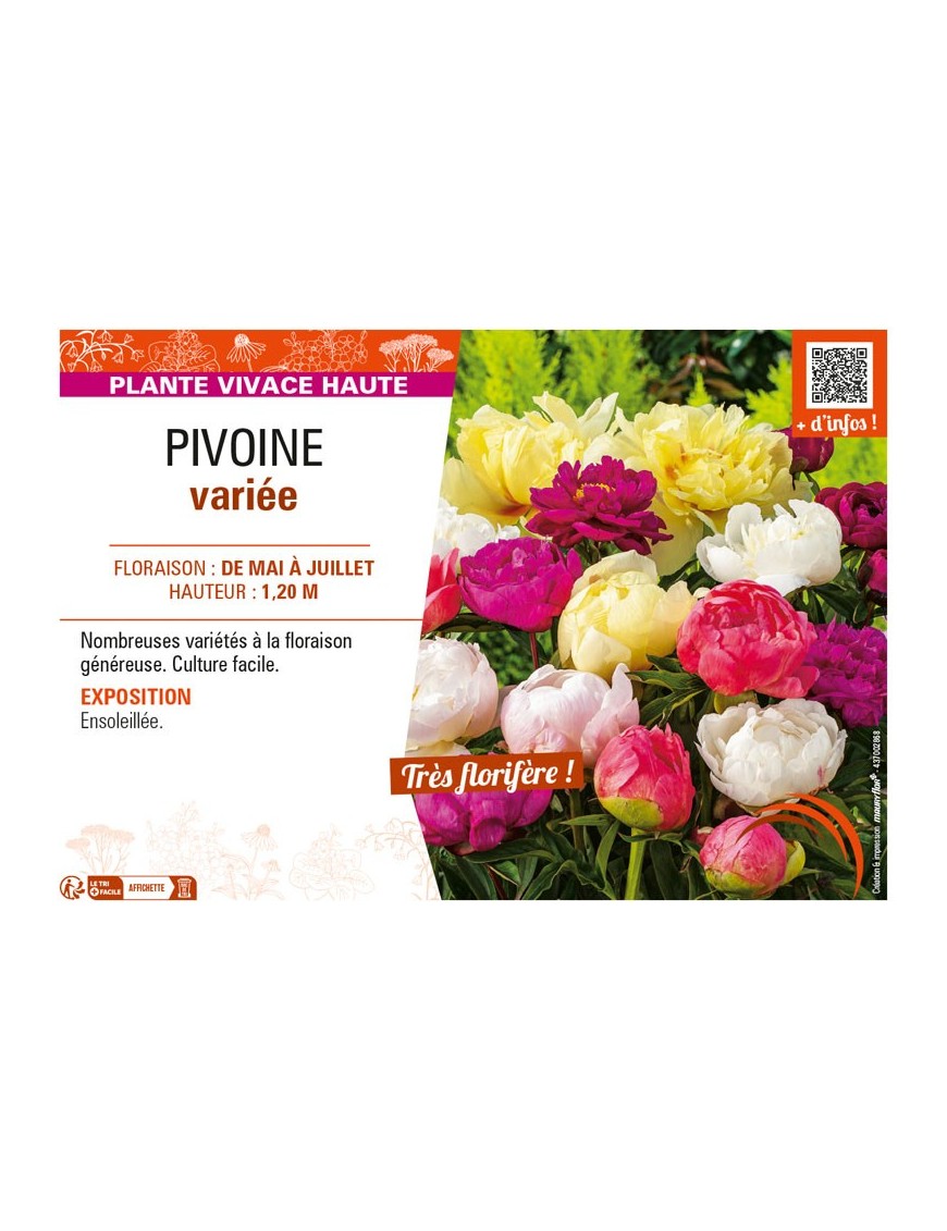 PIVOINE (varié)