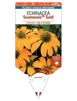 ECHINACEA GuatemalaTM Gold