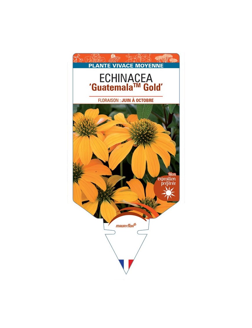 ECHINACEA GuatemalaTM Gold