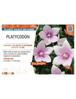 PLATYCODON (varié)