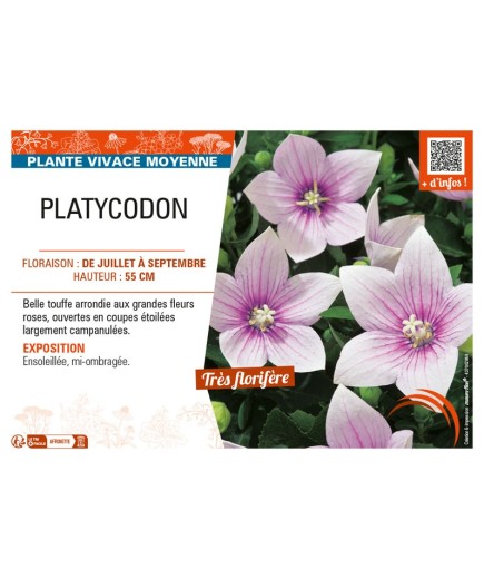 PLATYCODON (varié)