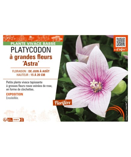 PLATYCODON à grandes fleurs Astra (rose)
