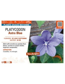 PLATYCODON ASTRA BLUE