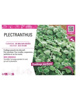 PLECTRANTHUS