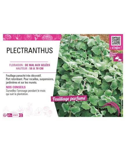 PLECTRANTHUS