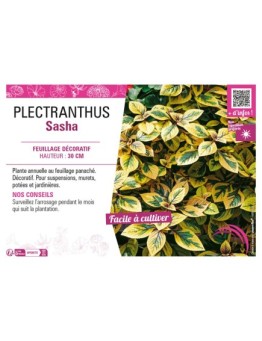 PLECTRANTHUS SASHA