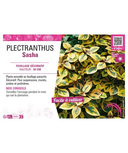 PLECTRANTHUS SASHA