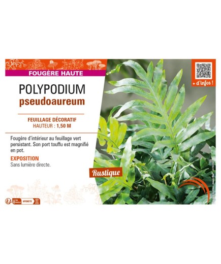 POLYPODIUM pseudoaureum