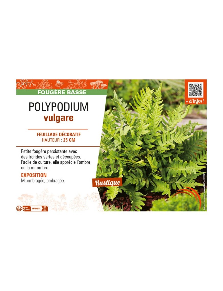 POLYPODIUM vulgare