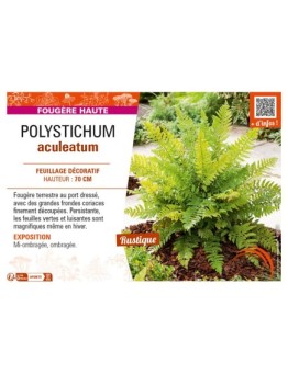 POLYSTICHUM aculeatum