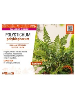 POLYSTICHUM polyblepharum
