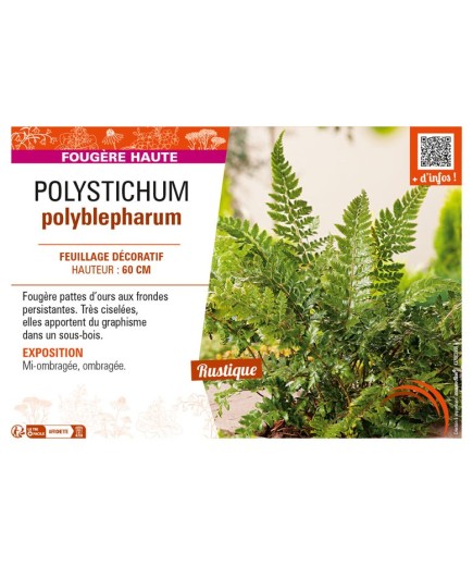 POLYSTICHUM polyblepharum