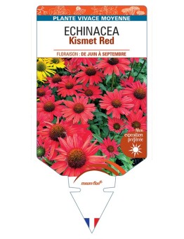 ECHINACEA Kismet Red