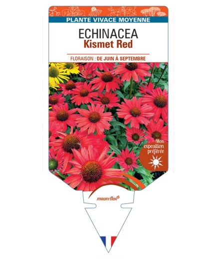 ECHINACEA Kismet Red