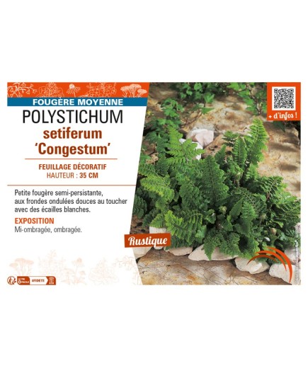 POLYSTICHUM setiferum Congestum