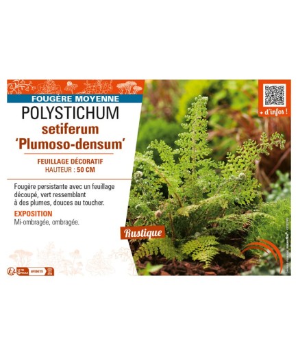 POLYSTICHUM setiferum Plumoso-densum