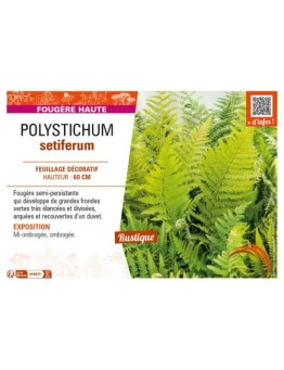 POLYSTICHUM setiferum
