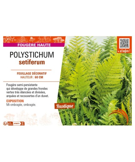 POLYSTICHUM setiferum