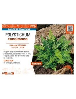 POLYSTICHUM tsussimense