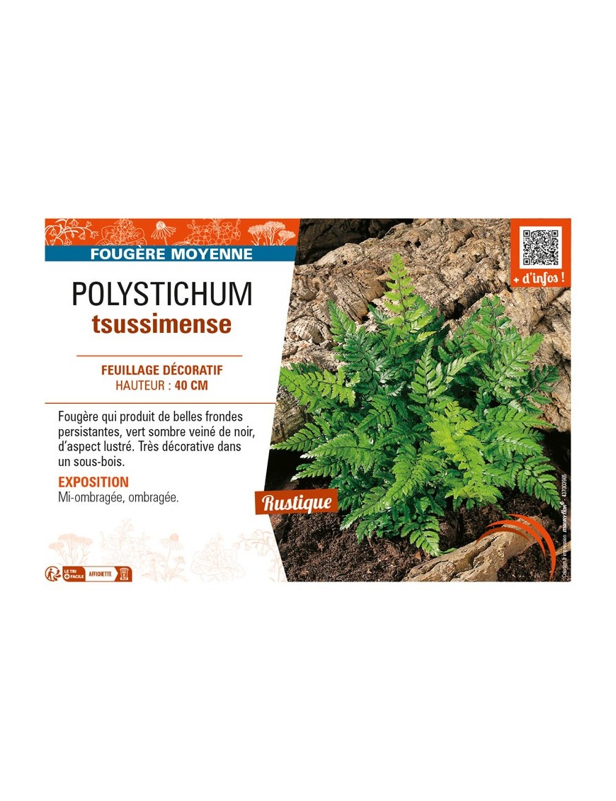 POLYSTICHUM tsussimense