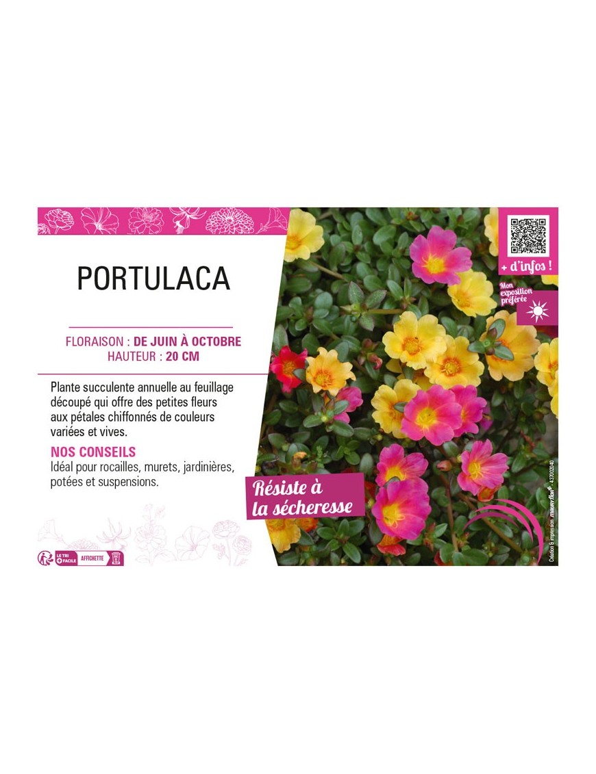 PORTULACA
