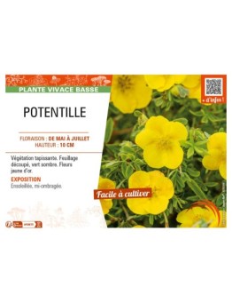 POTENTILLA voir POTENTILLE