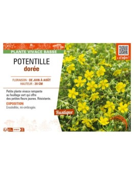 POTENTILLA aurea voir POTENTILLE dorée