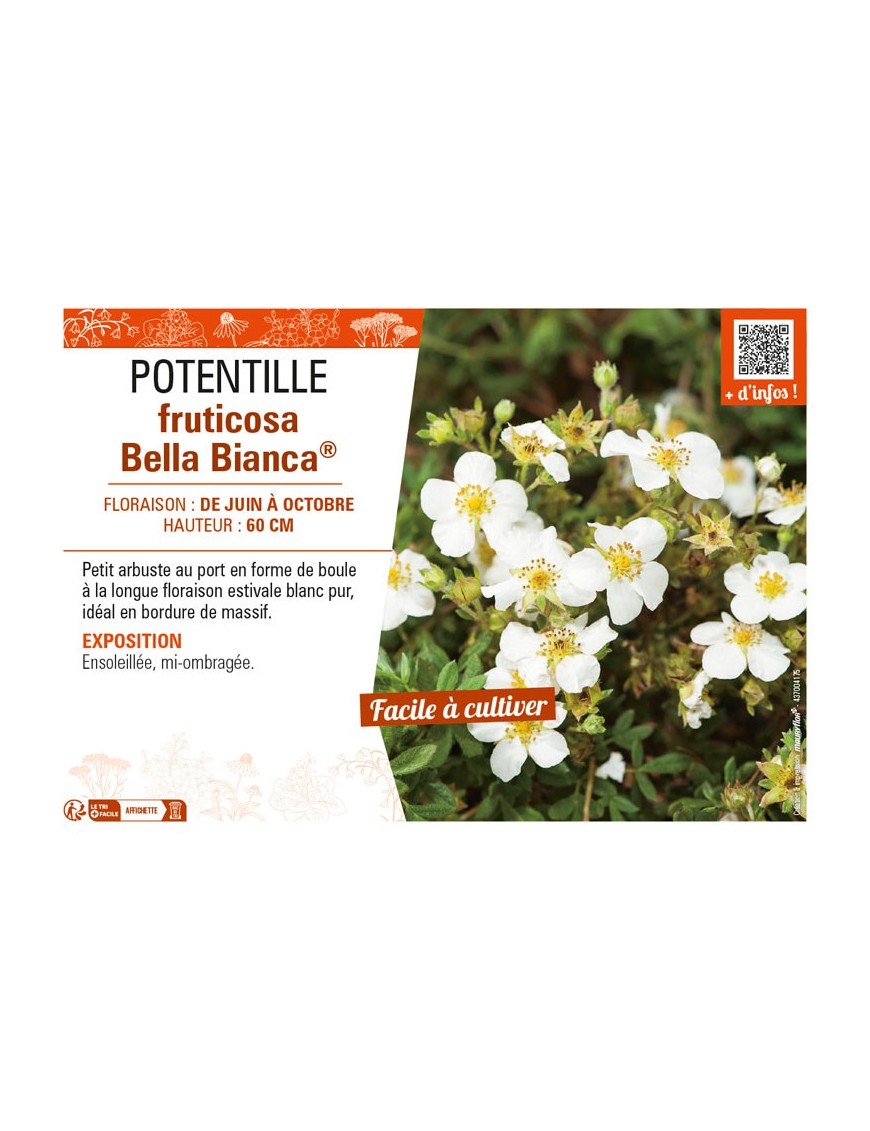 POTENTILLA fruticosa Bella Bianca® voir POTENTILLE