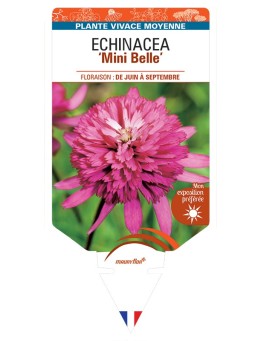 ECHINACEA Mini Belle