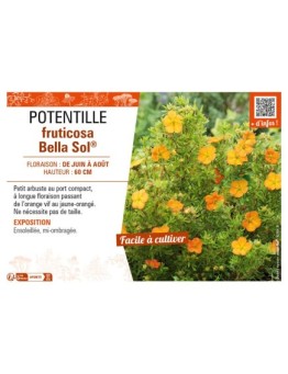 POTENTILLA fruticosa Bella Sol® voir POTENTILLE