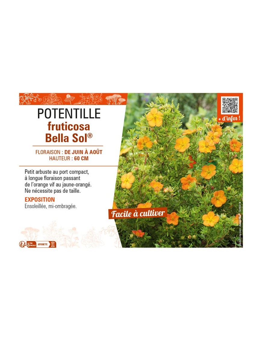 POTENTILLA fruticosa Bella Sol® voir POTENTILLE