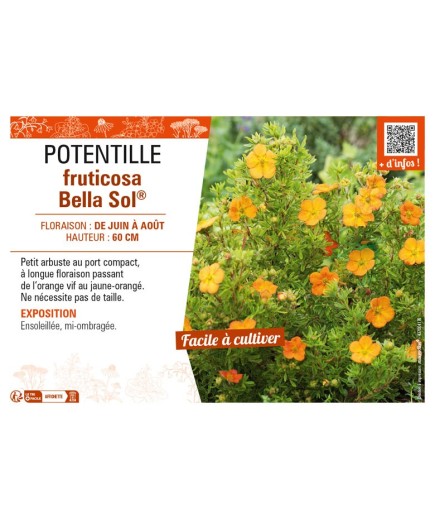 POTENTILLA fruticosa Bella Sol® voir POTENTILLE