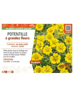 POTENTILLA megalantha voir POTENTILLE à grandes fleurs