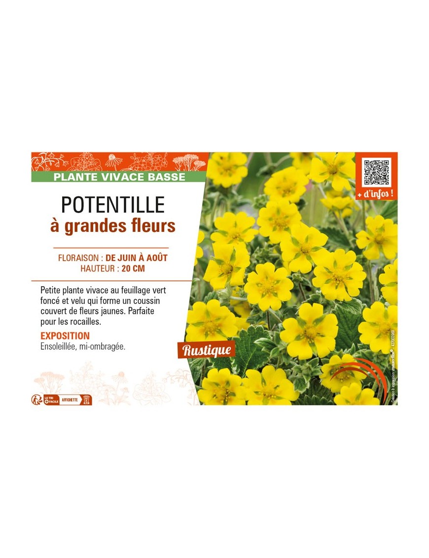 POTENTILLA megalantha voir POTENTILLE à grandes fleurs