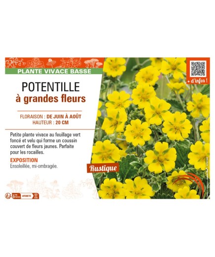 POTENTILLA megalantha voir POTENTILLE à grandes fleurs