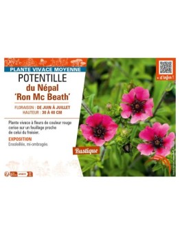 POTENTILLA nepalensis Ron Mc Beath voir POTENTILLE du Népal