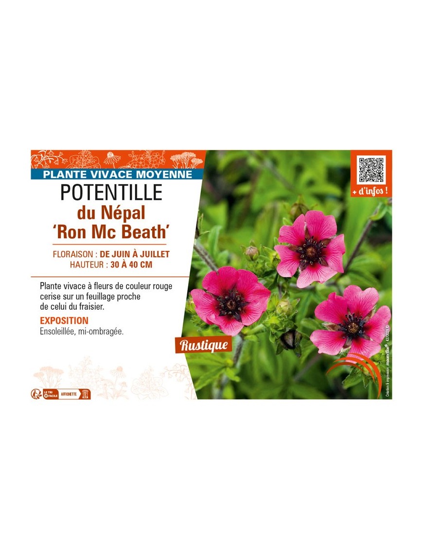 POTENTILLA nepalensis Ron Mc Beath voir POTENTILLE du Népal